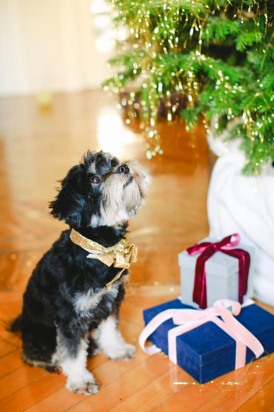 Christmas dog- Badu from Tie the knot