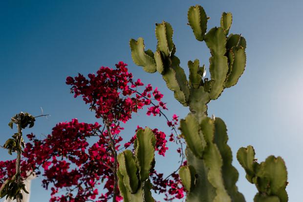 Greek island- cactus and bougainvillea